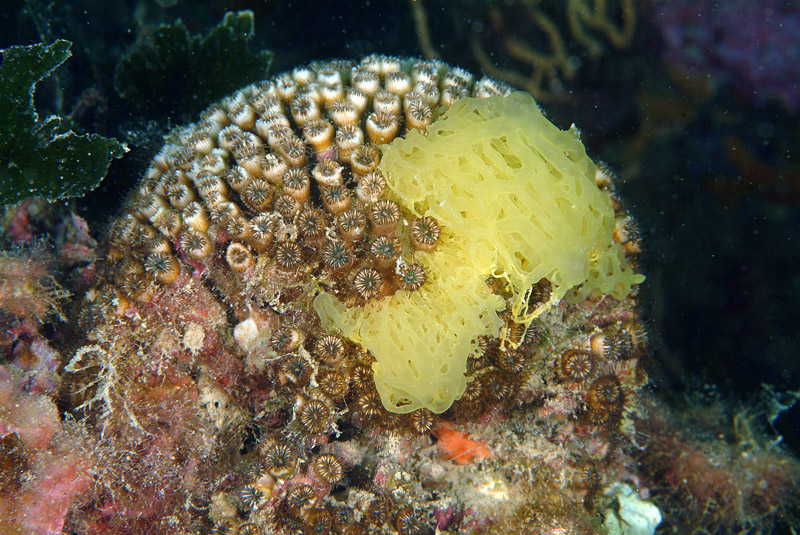 Clathrina clathrus cresciuta su madrepora